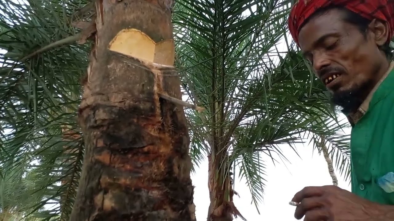 gur । khejur gass । khejur ross। village nature । khejur gass kata । juice  । date juice