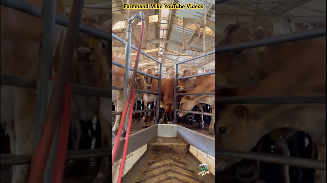 Visiting a California Dairy Farm with Iowa Dairy Farmer.