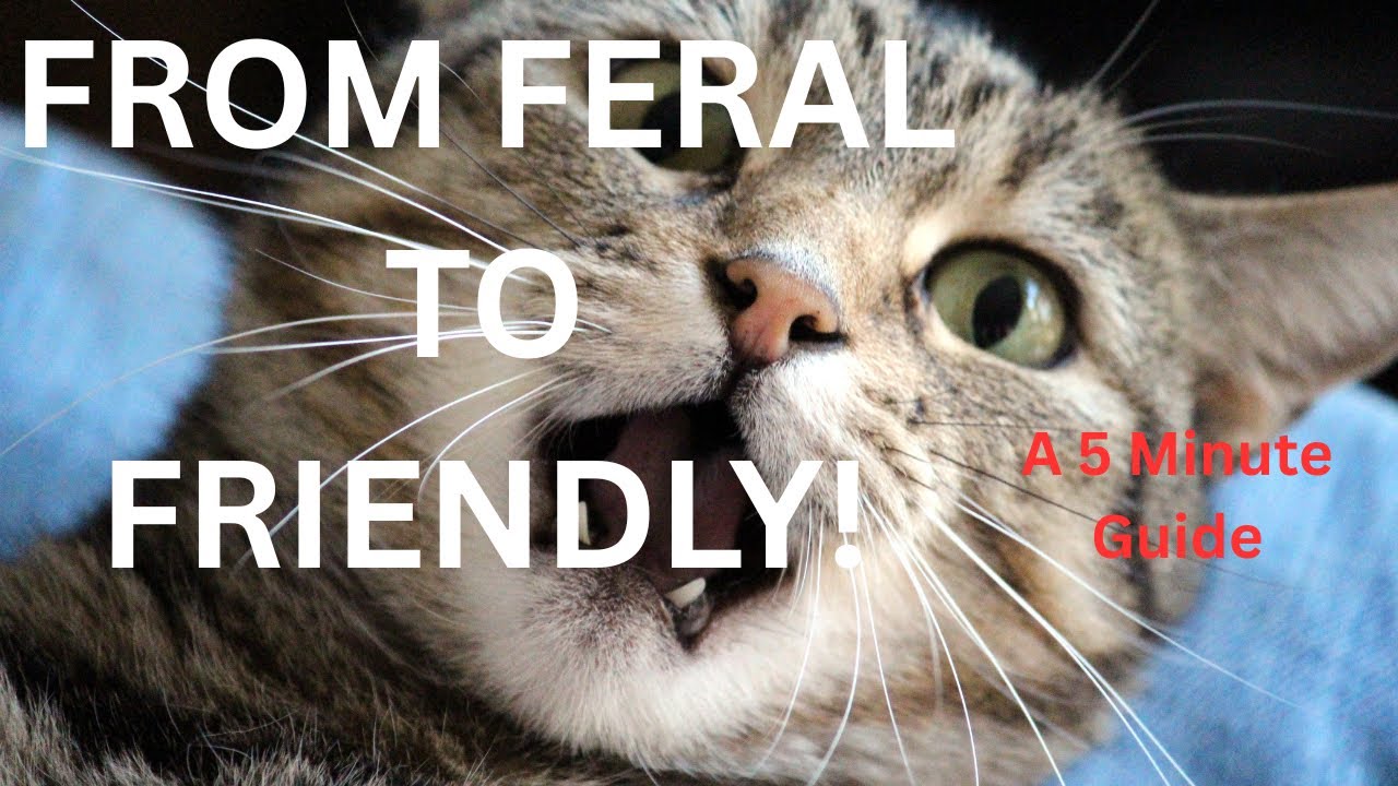 5-Minute Guide to Taming a Feral Cat (Gain Trust Fast!)