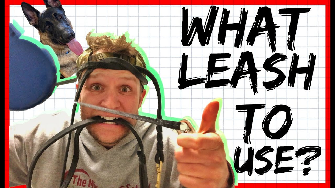 What leash should I use? The BEST dog training equipment!