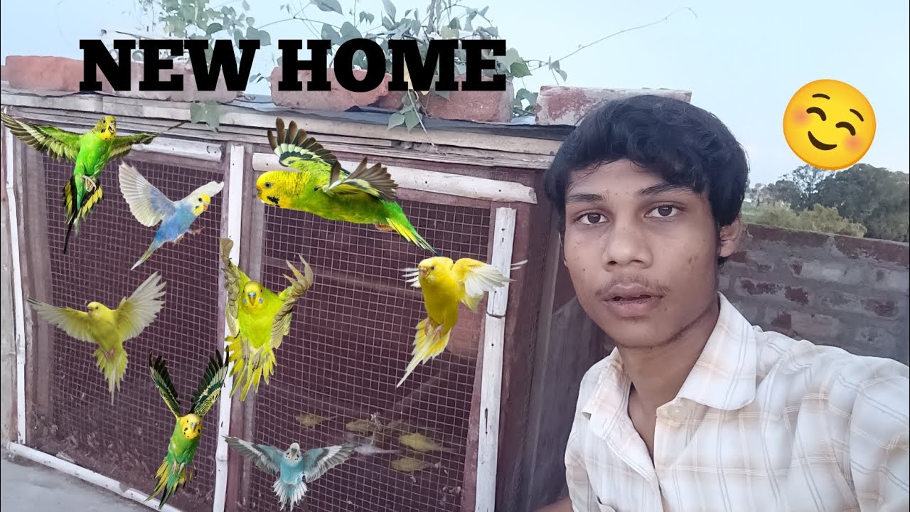 Buggies Parrot Ko New New Ghar Main Shift Kr Dia🥰