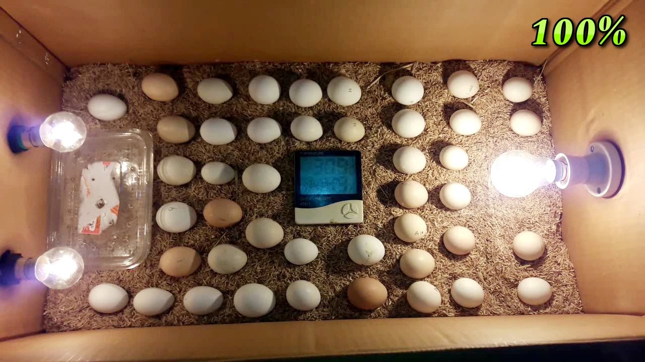 DIY How To Make Egg Incubator With CARDBOARD BOX Easy | Homemade Incubator For Chicken Eggs