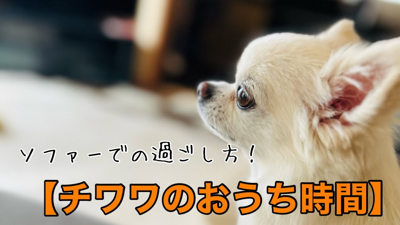 【チワワのおうち時間】ソファーはムギのもの！！