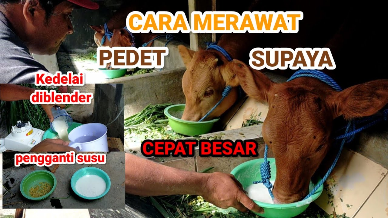 Ada yang unik! ! ! cara merawat pedet supaya cepat besar - cara merawat pedet - resep comboran pedet