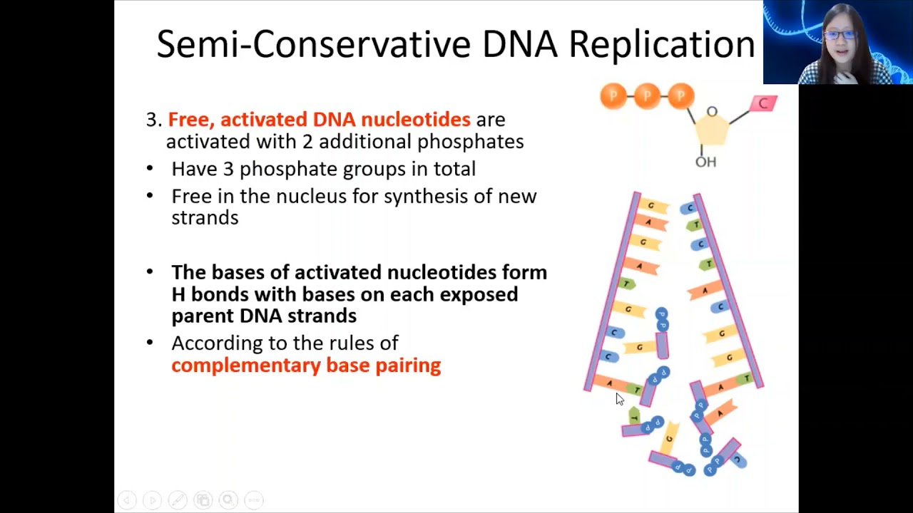 Глава 6.1b — Репликация ДНК | Cambridge A-Level 9700 Biology