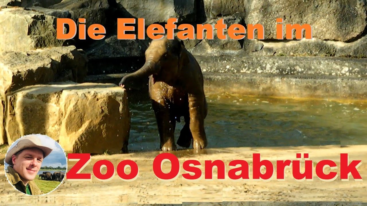 Die Elefantenhaltung im Zoo Osnabrück #elefanten #zoo #osnabrück