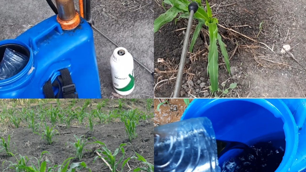 Mostrando como aplicar adubo foliar  no milho. #milhoverde