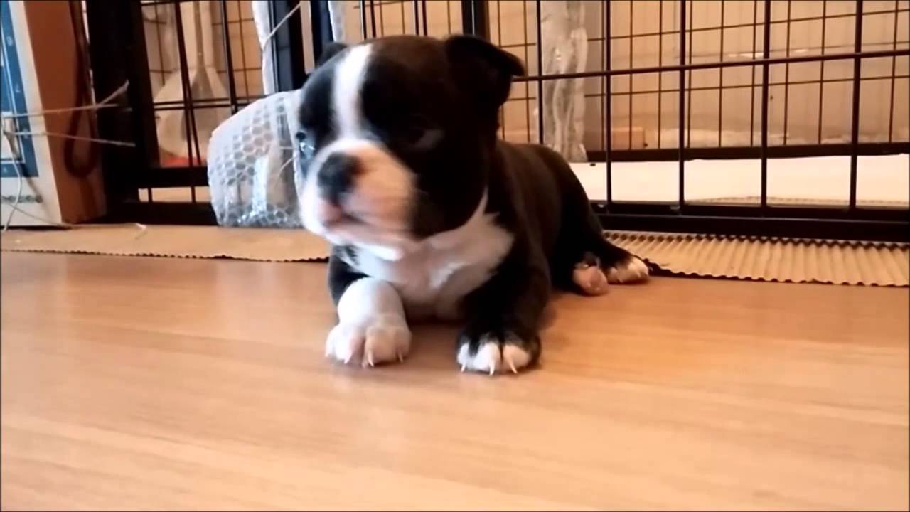 The bt - force puppies