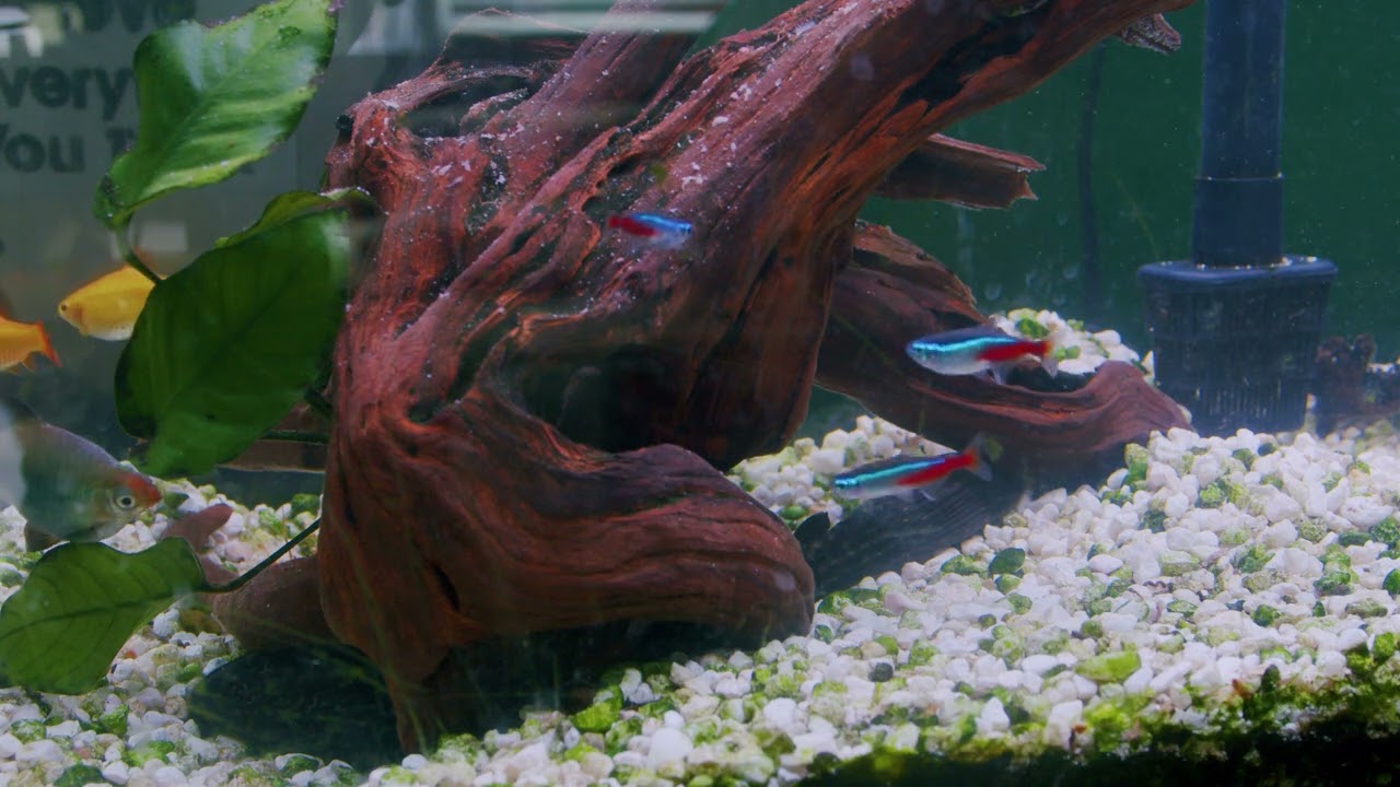 💤 Freshwater Aquascape Fish Tank | Calm Aquarium for Sleep & Relaxation