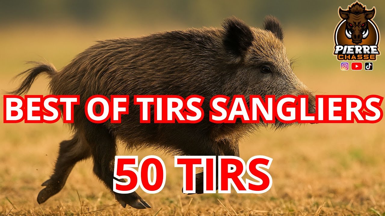 BEST OF TIRS SANGLIERS ! CHASSE SOLOGNE EN BATTUE ! #wildboar