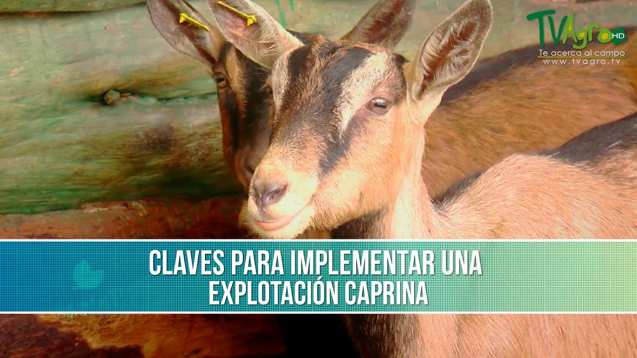 Factores para Implementar una Explotación Caprina- TvAgro por Juan Gonzalo Angel