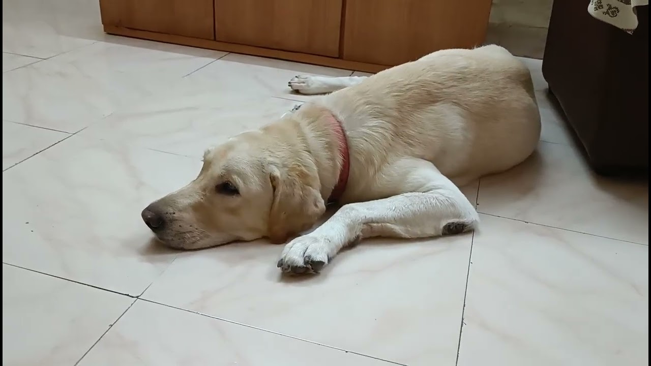My Cute 😍 pet🐕#pet#animals#dog#pets#petsvlog#labrador#cute#pets#dogs#naughty#doglife#petlover#video
