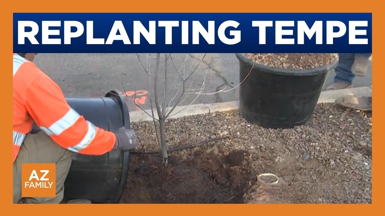 Tempe gets new trees months after destructive microburst