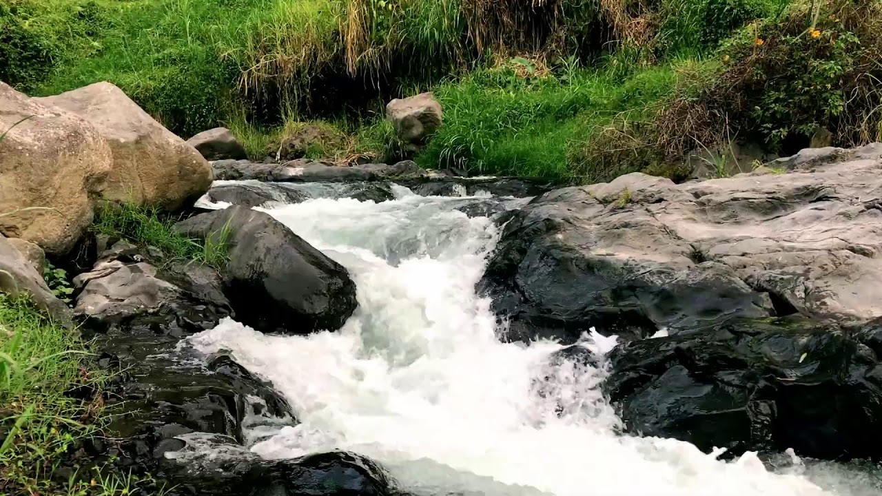 Peaceful Forest Ambience to help Soothing the Soul & Body Restoration