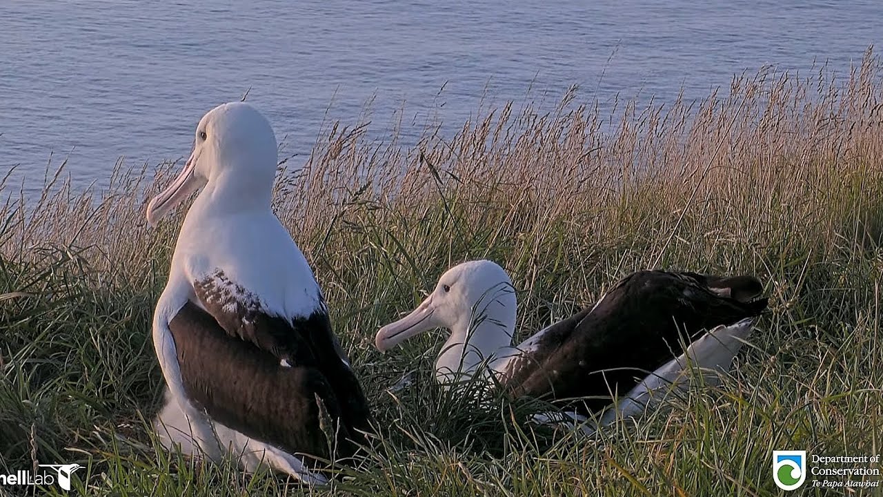 Royal Albatross - Beautiful Moana YA55 ❤️👑 visits BOK ❤️ and little Plateau chick 🐥👑