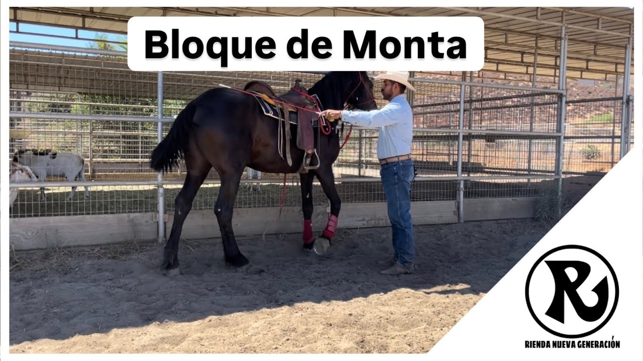 Como enseñarle a su caballo a venir al bloqué de monta