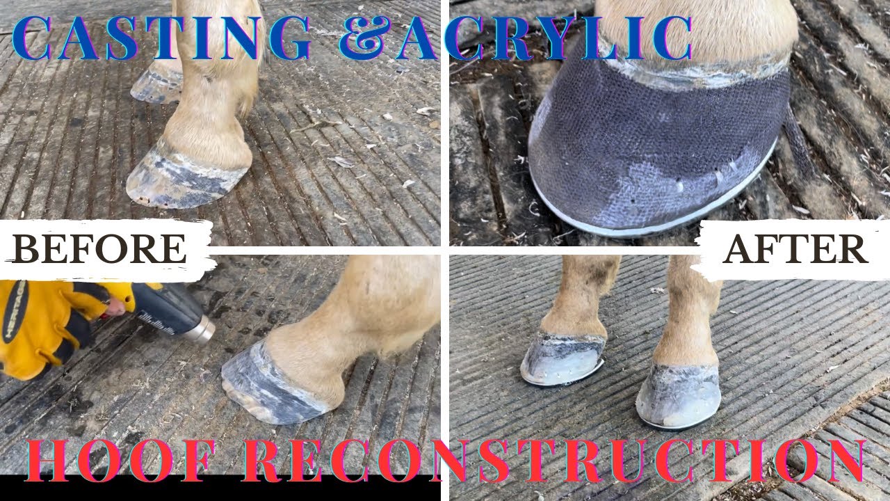 Casting and Acrylic Hoof Reconstruction