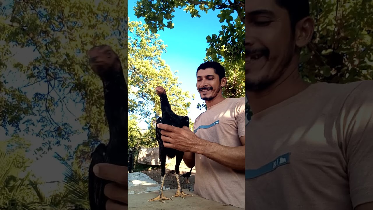 Franga de boa linhagem tem que preservar 