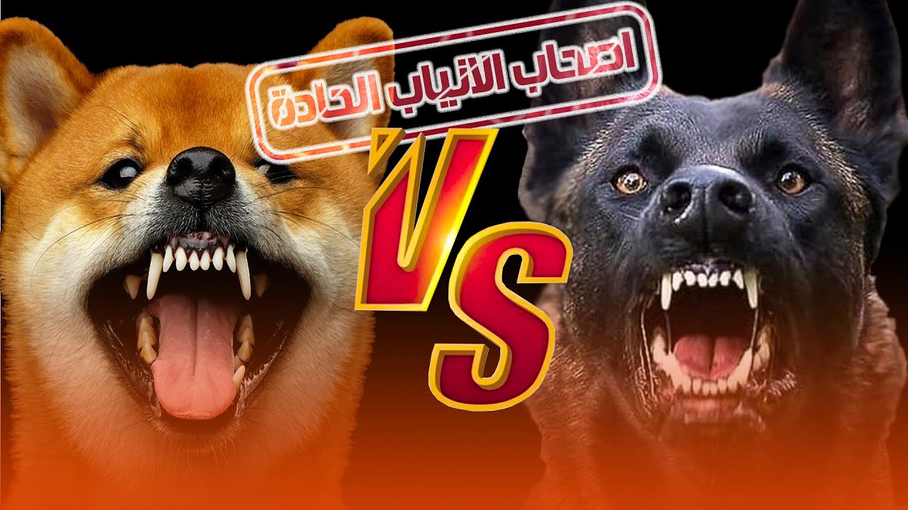 ي ده ولا ده 🤔 كلب المالينوا ولا كلب الاكيتا الامريكي