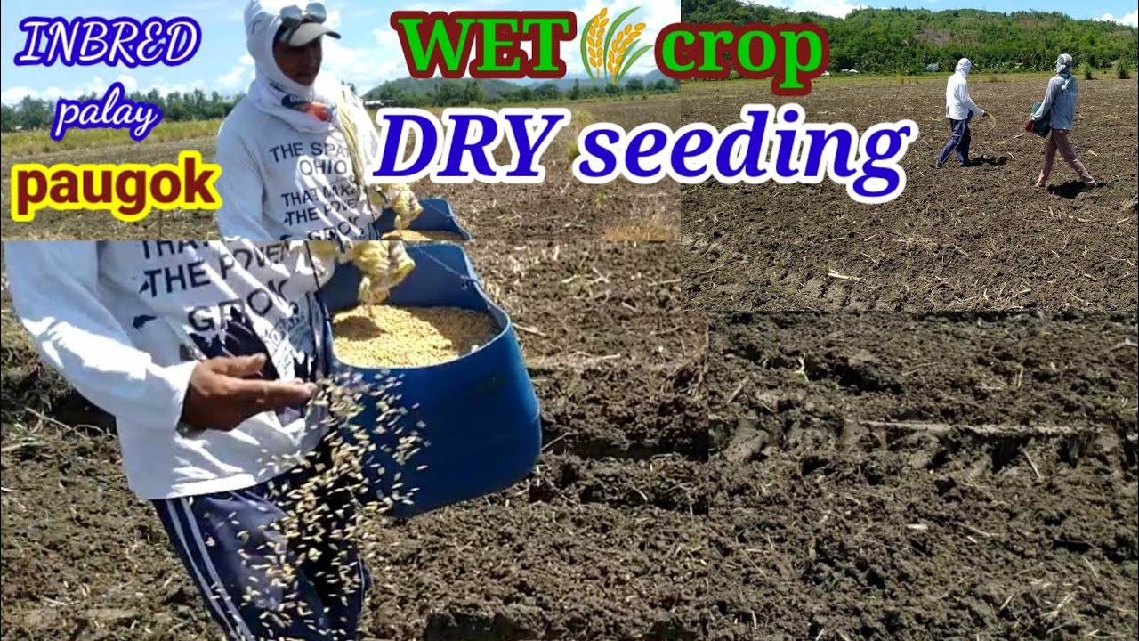 Rainy season Direct Seeding(paugok)
occ.mindoro.STCOMBOI.🌾🌾🌾🌾