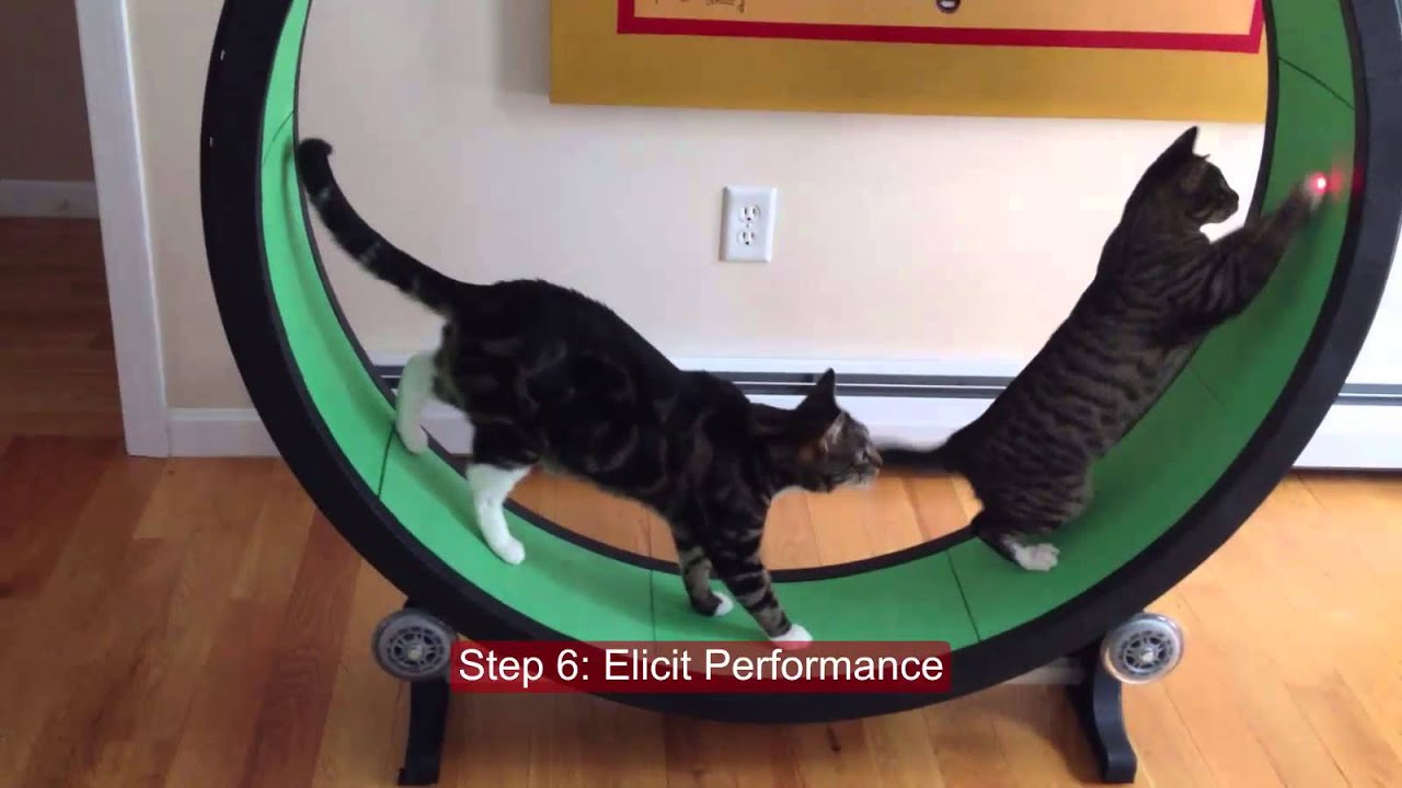 Gagnes 9 events of instruction featuring cats
