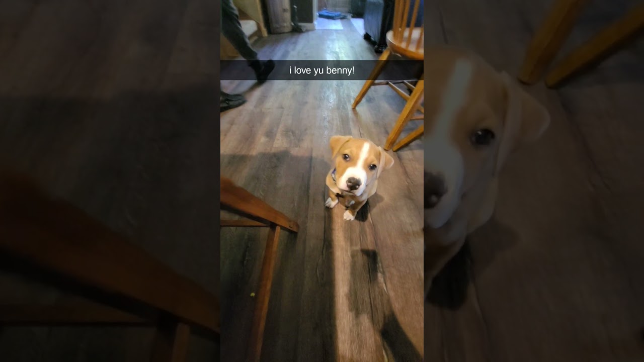 cutest puppup😭❤️ 