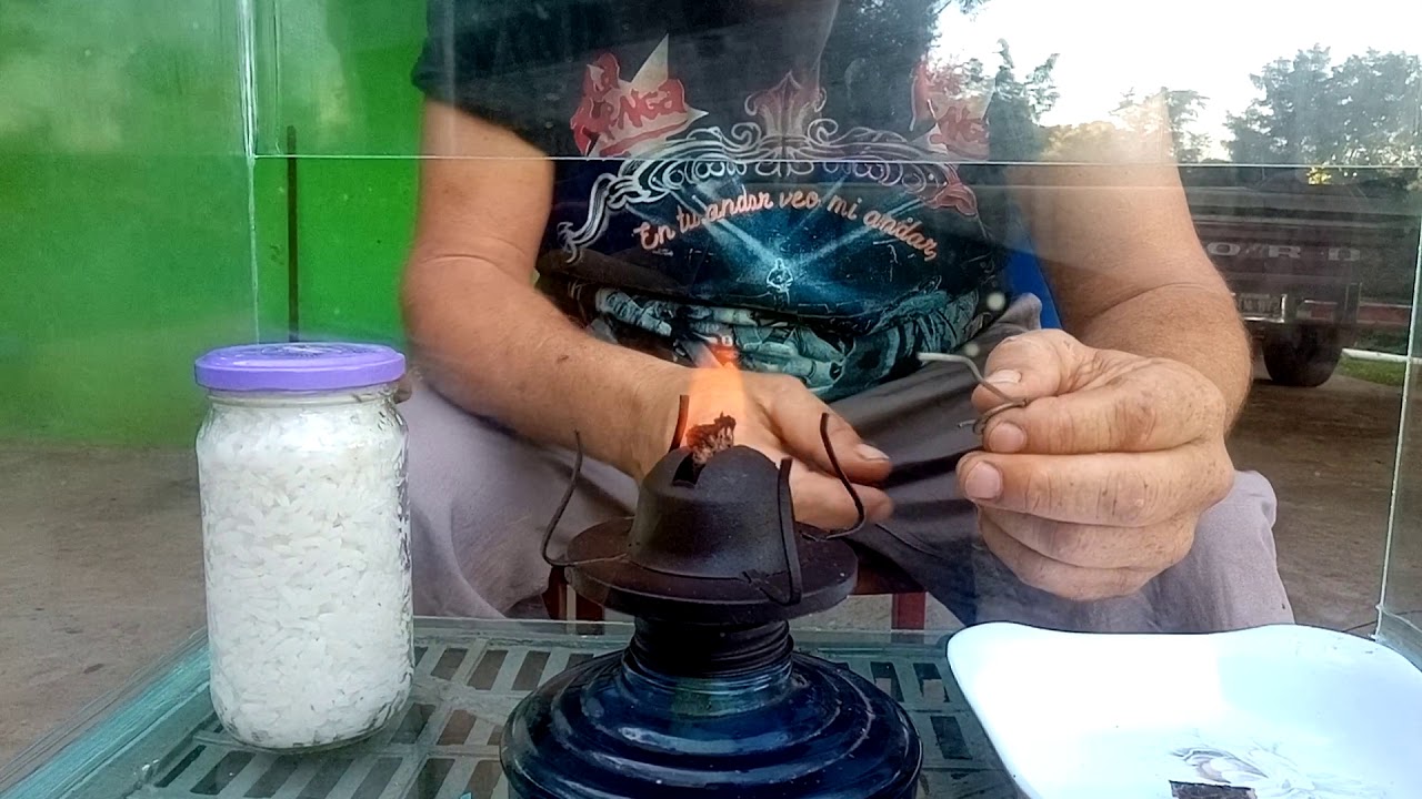 Sembrar trichoderma en casa