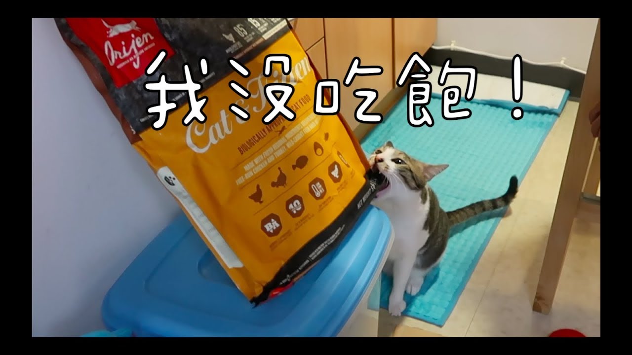 貓咪為什麼早上要吵我起床？【給貓主人的到府課程🐱】