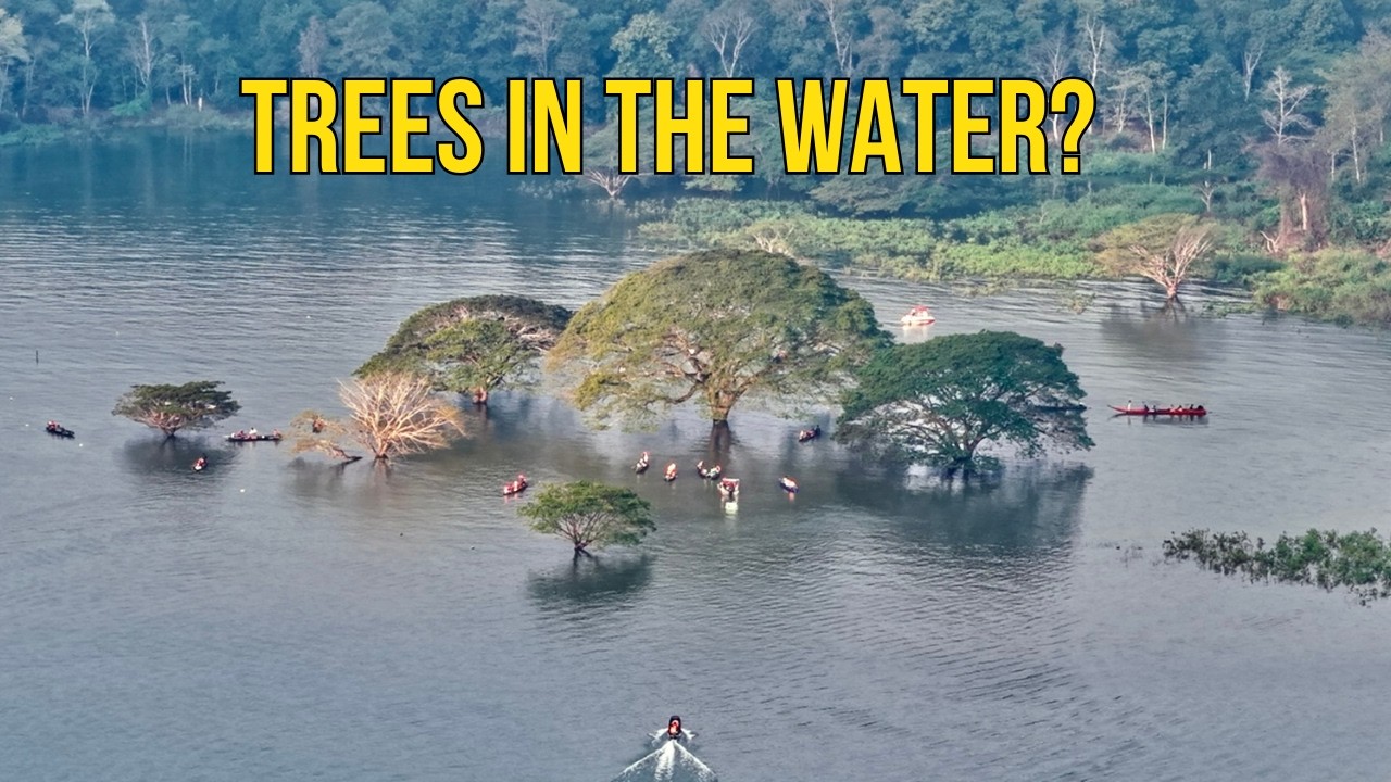 🇹🇭 The Most Mysterious Trees in Chiang Mai (Hidden in the Water)
