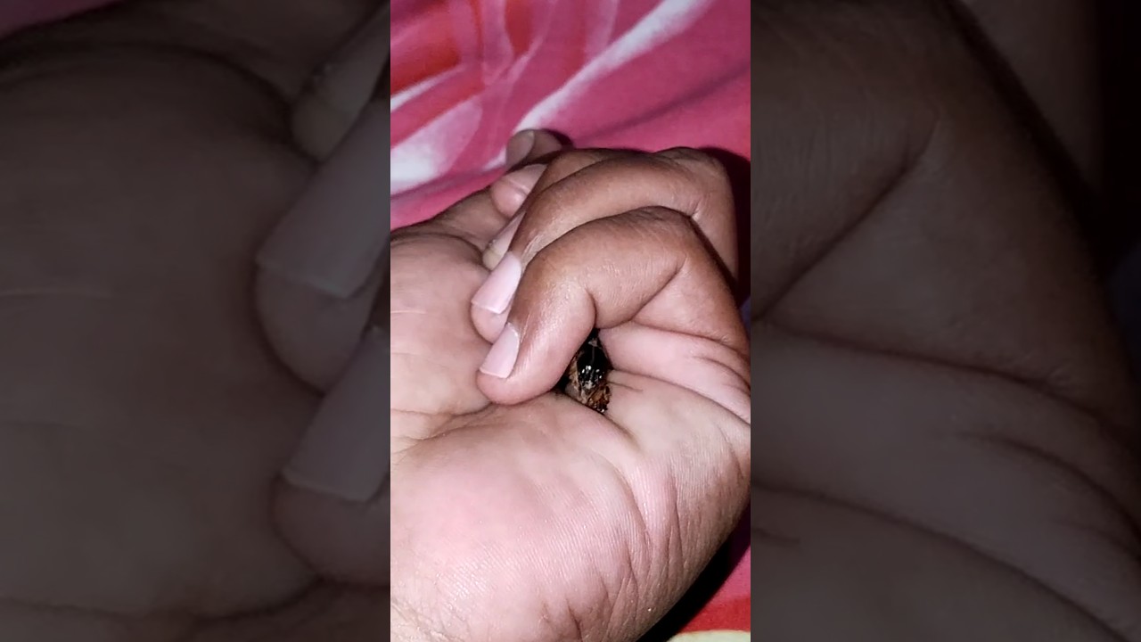 mole cricket, he has strong hands