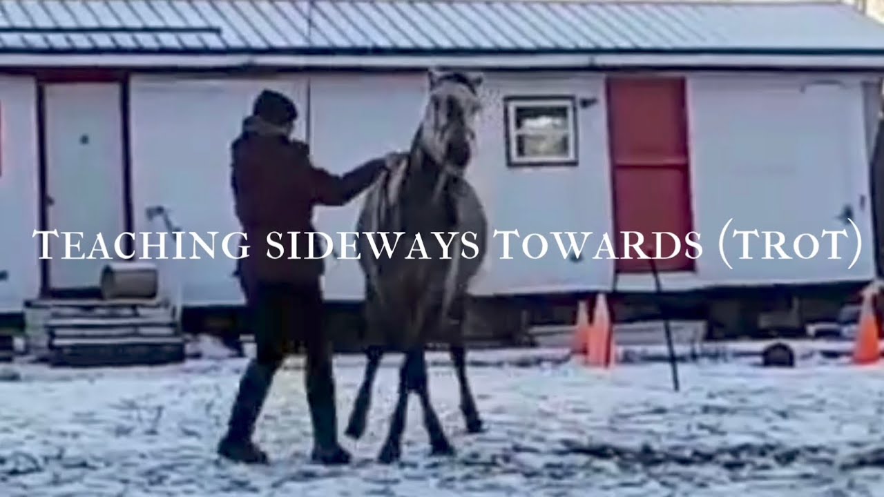 How to teach a horse to trot sideways towards you