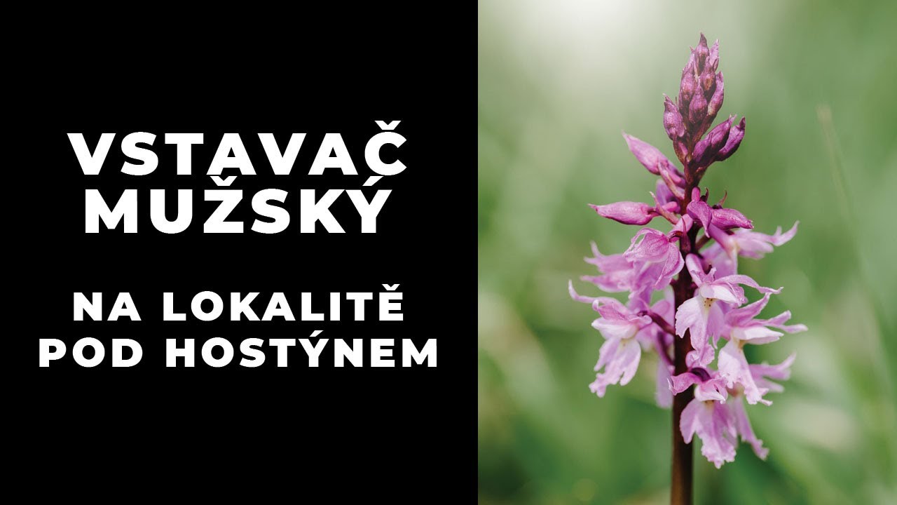 Vstavač mužský na lokalitě pod Hostýnem