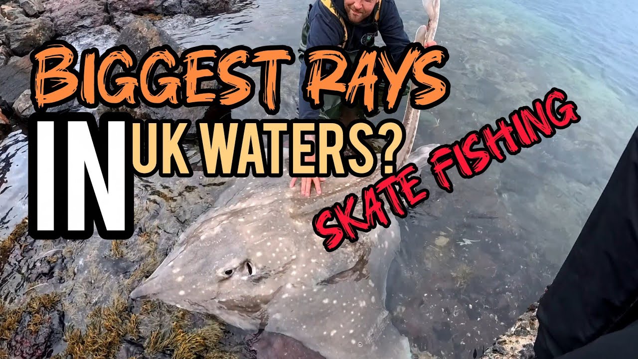 BIG FISH!  | SKATE FISHING | Scotland | Scottish Highlands | Hairy Pollocks |