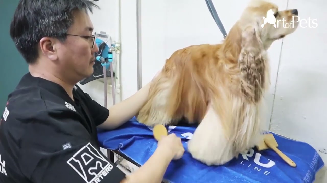 Art of Pets- American Cocker Spaniel Grooming
