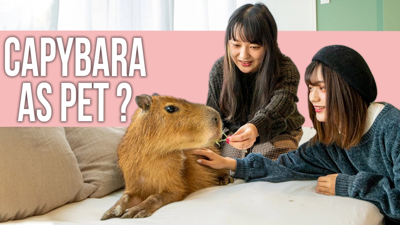 Стоит ли заводить капибару в качестве домашнего животного?
