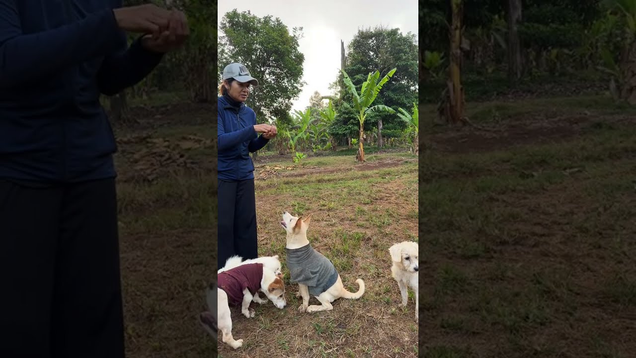 Live Now 🔴 Happy Morning with My Pets | Walking, Feeding & Play Time 🐶🐒🐾