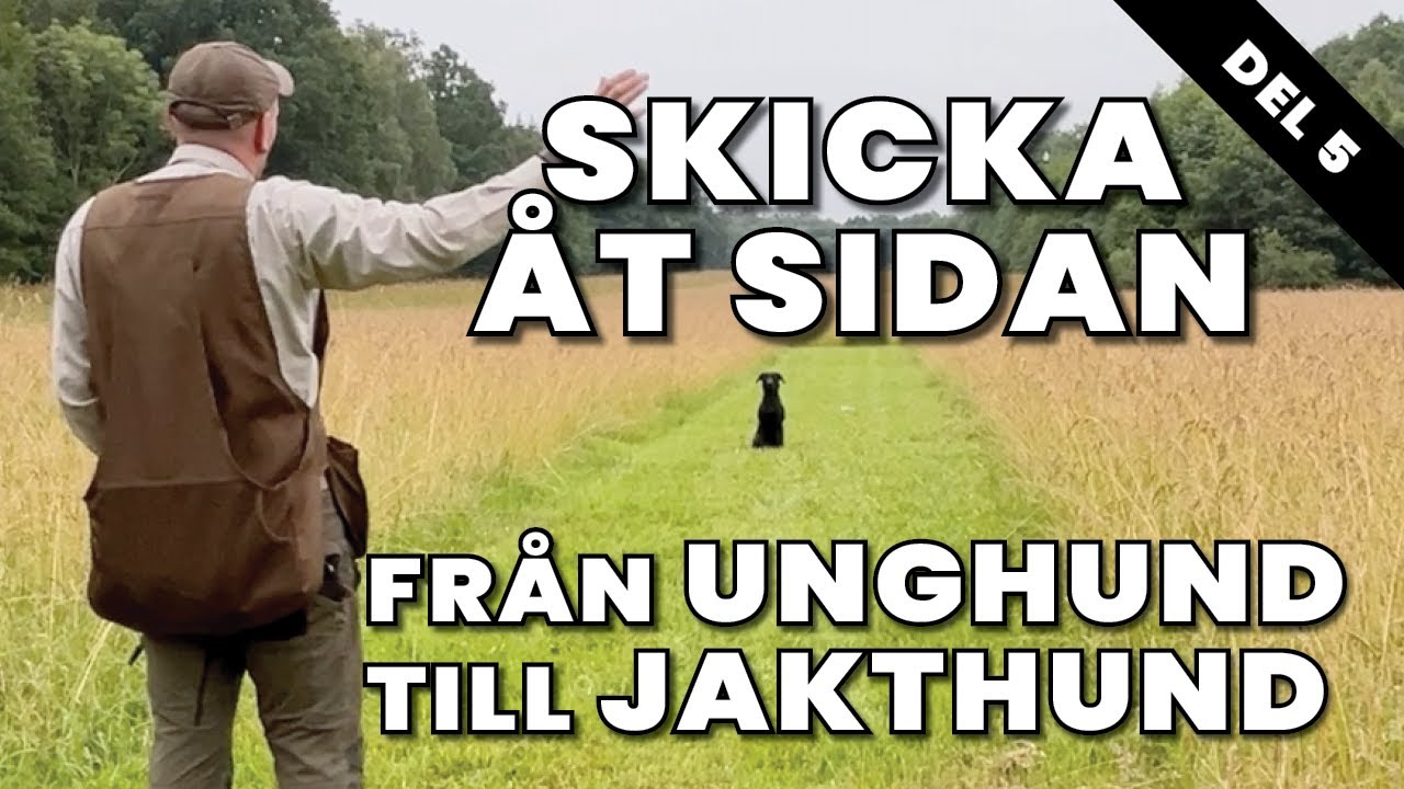 Vänster & Höger, Dirigeringsträning. En Jaktlabbes resa till färdig Apportör -Del 5