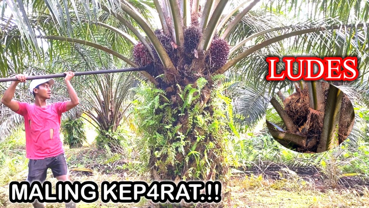 PANEN SAWIT JADI LEMES GARA-GARA MALING BUAHNYA LUDES