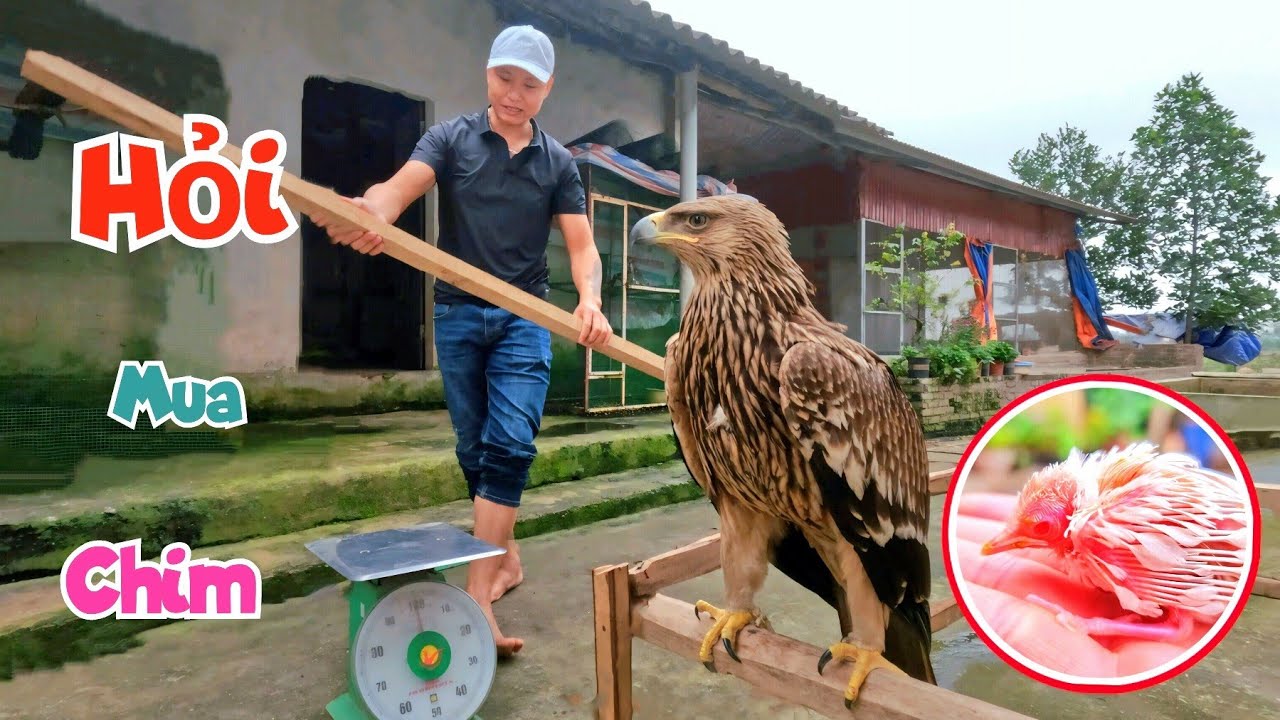 Đàm Phán Thương Vụ Lớn Hỏi Mua Chim Đột Biến và Cân Thử Đại Bàng / Quế Nghịch