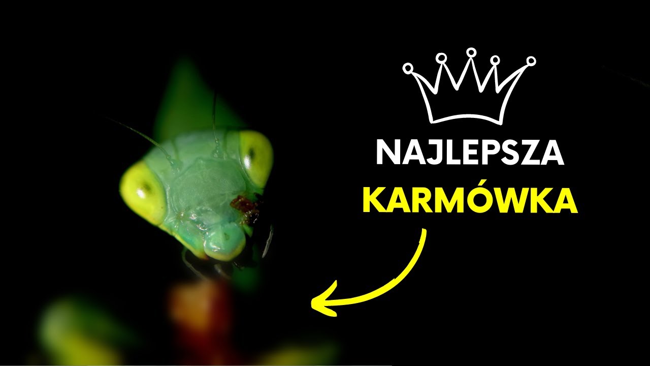 NAJLEPSZA KARMÓWKA