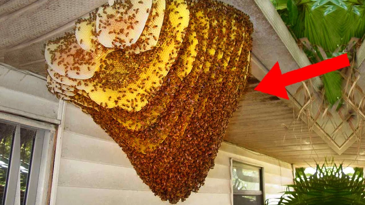 8 WORST Bug Infestations Of All Time!