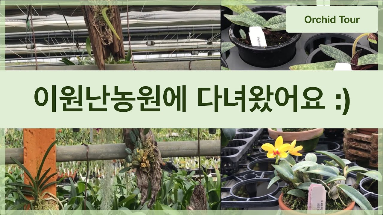 이원난농원 구석구석 돌아보기,  희귀난초, 소형난초, 착생란들을 다 구경할수 있어요