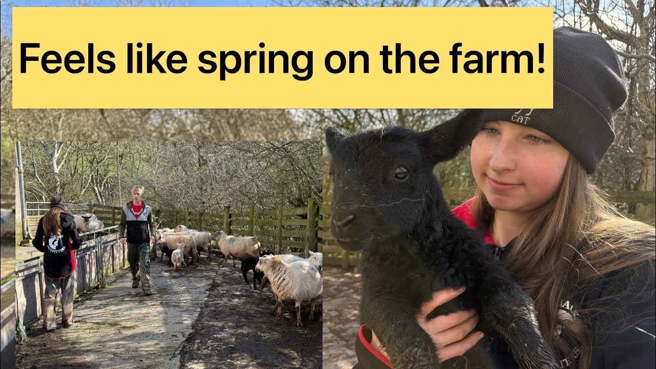 Getting our new lambs in!