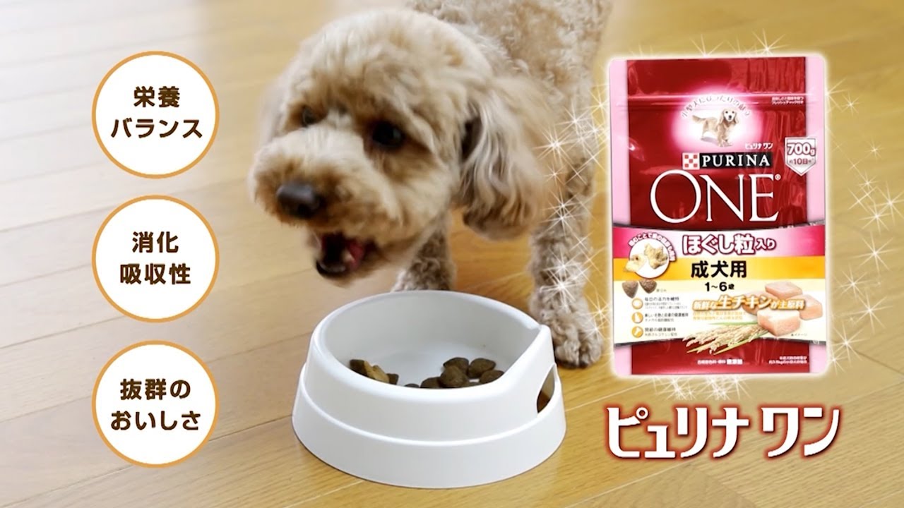 「ピュリナ ワン ドッグ」紹介ビデオ