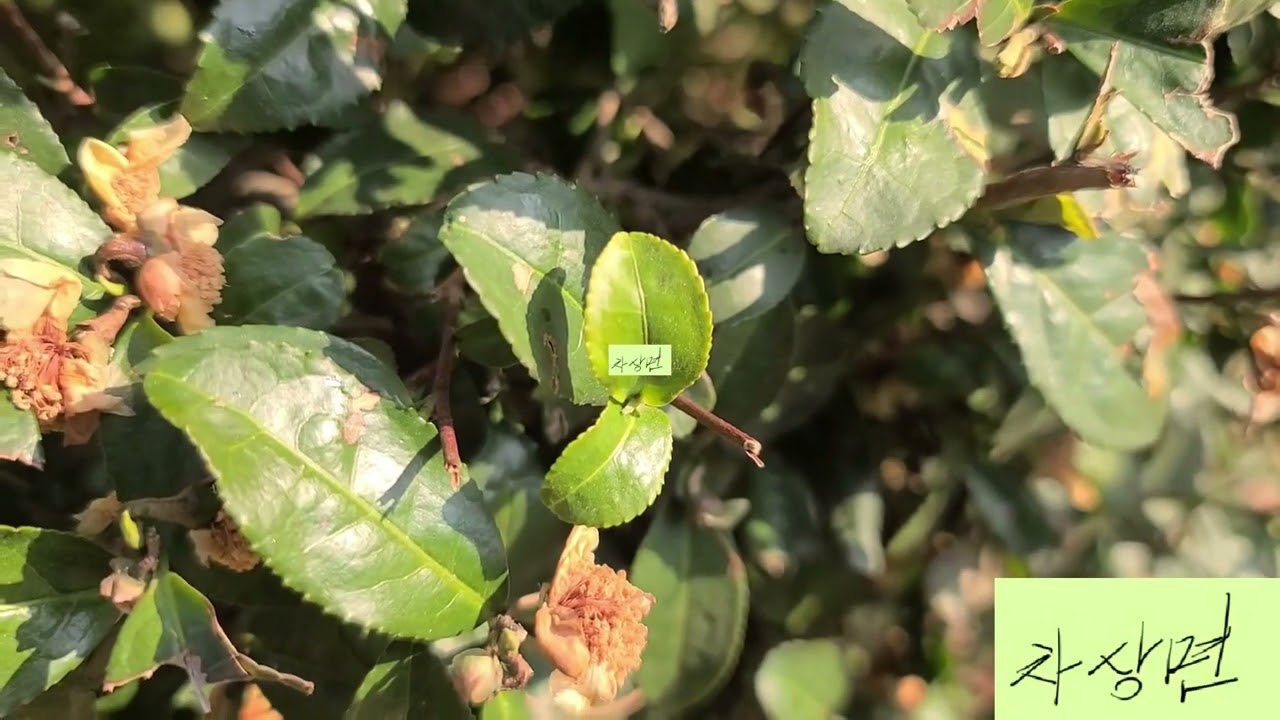 차나무(TEA PLANT)