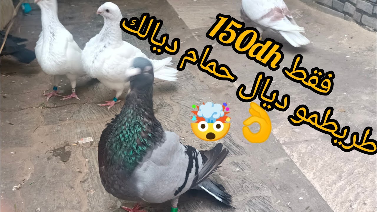 اجيو نتولعو 🤯مع الحمام خينيسي دم صافي💯 مانويل سلفادور ✅