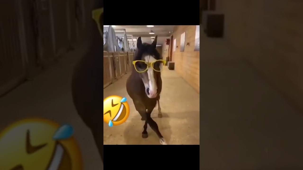 A horse slaying with sunglasses