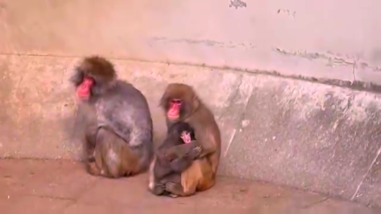 Now the poor little baby monkey has a close friend.