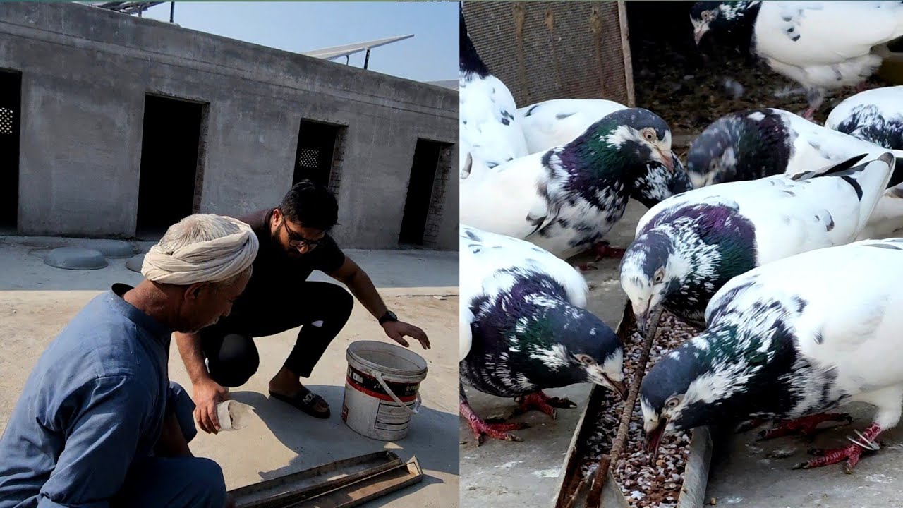 Calcium for Pigeons | Ch Sakhi Muhammad Bhatti Pigeons