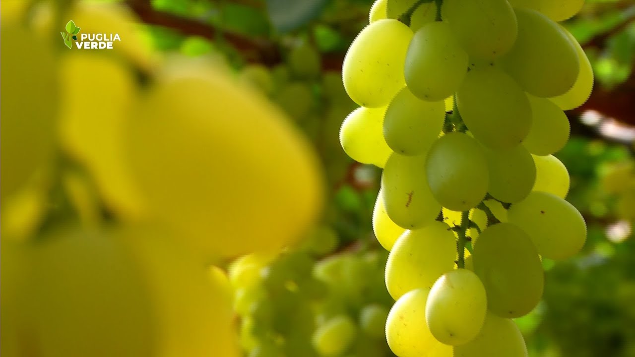 UVA DA TAVOLA